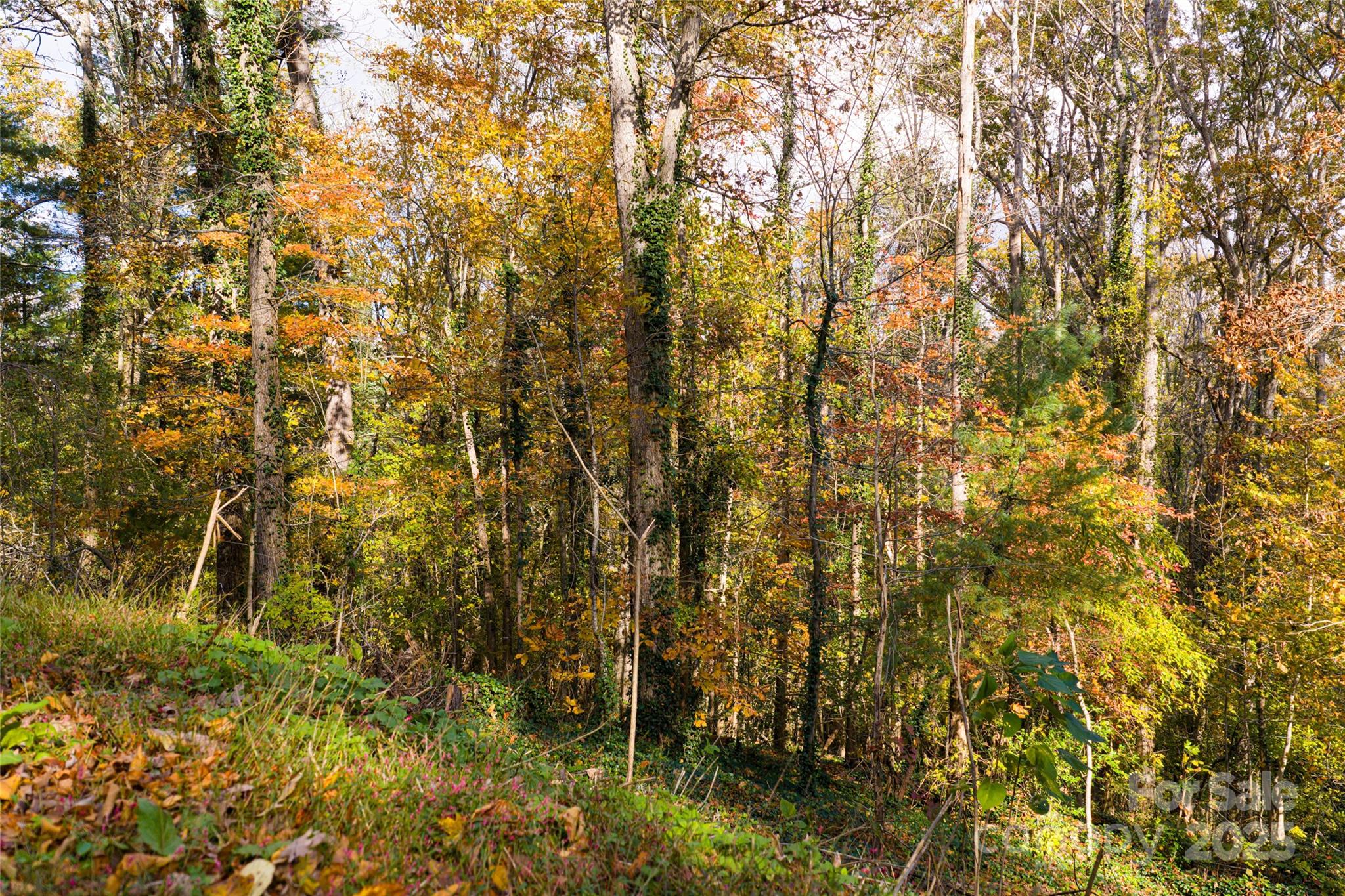 5 Horizon Hill Road Asheville, NC 28804 - Photo 6 of 42 a view of a yard