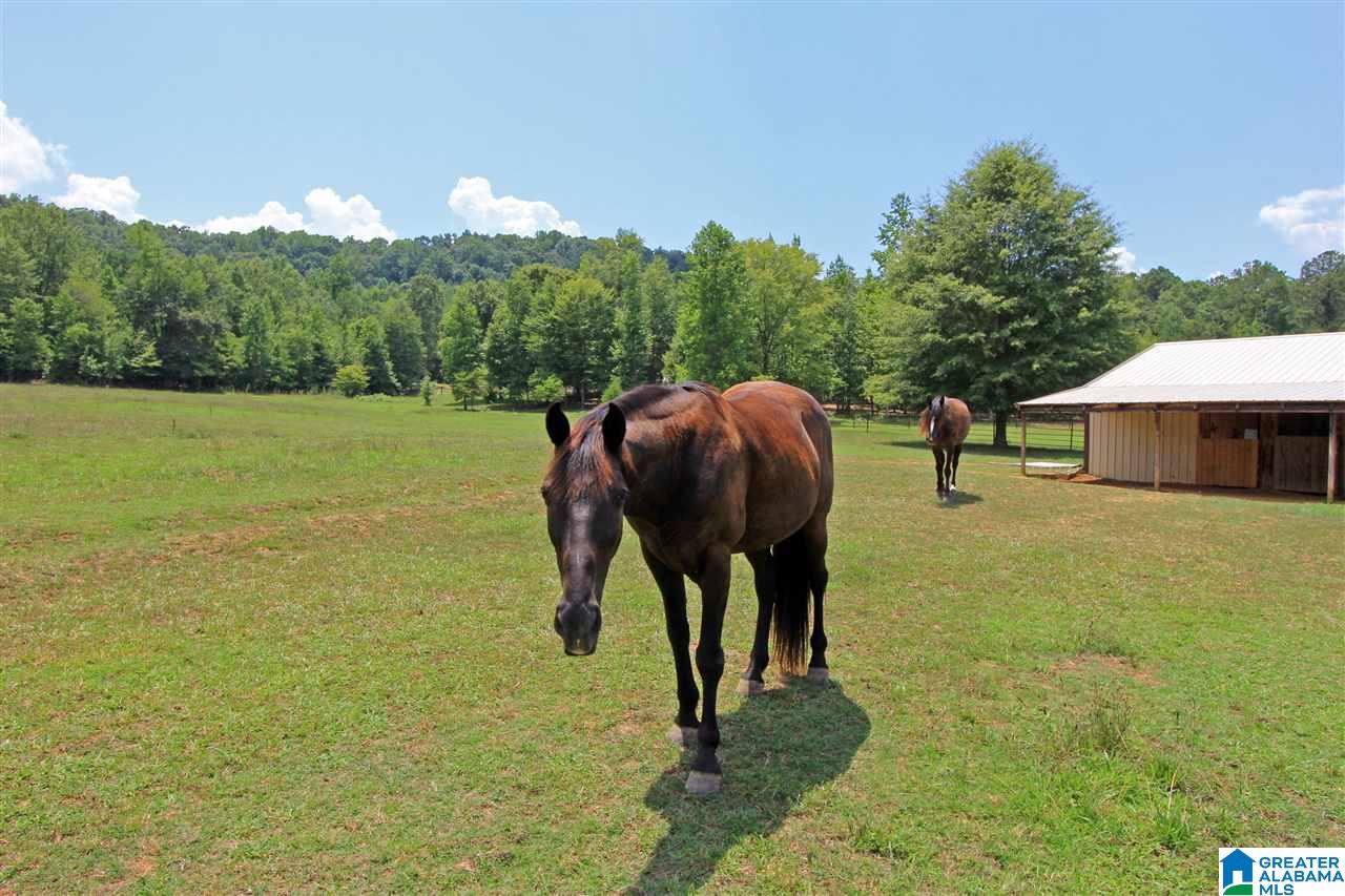 588 Seven Springs Road Wellington, AL 36279 - Photo 2 of 50