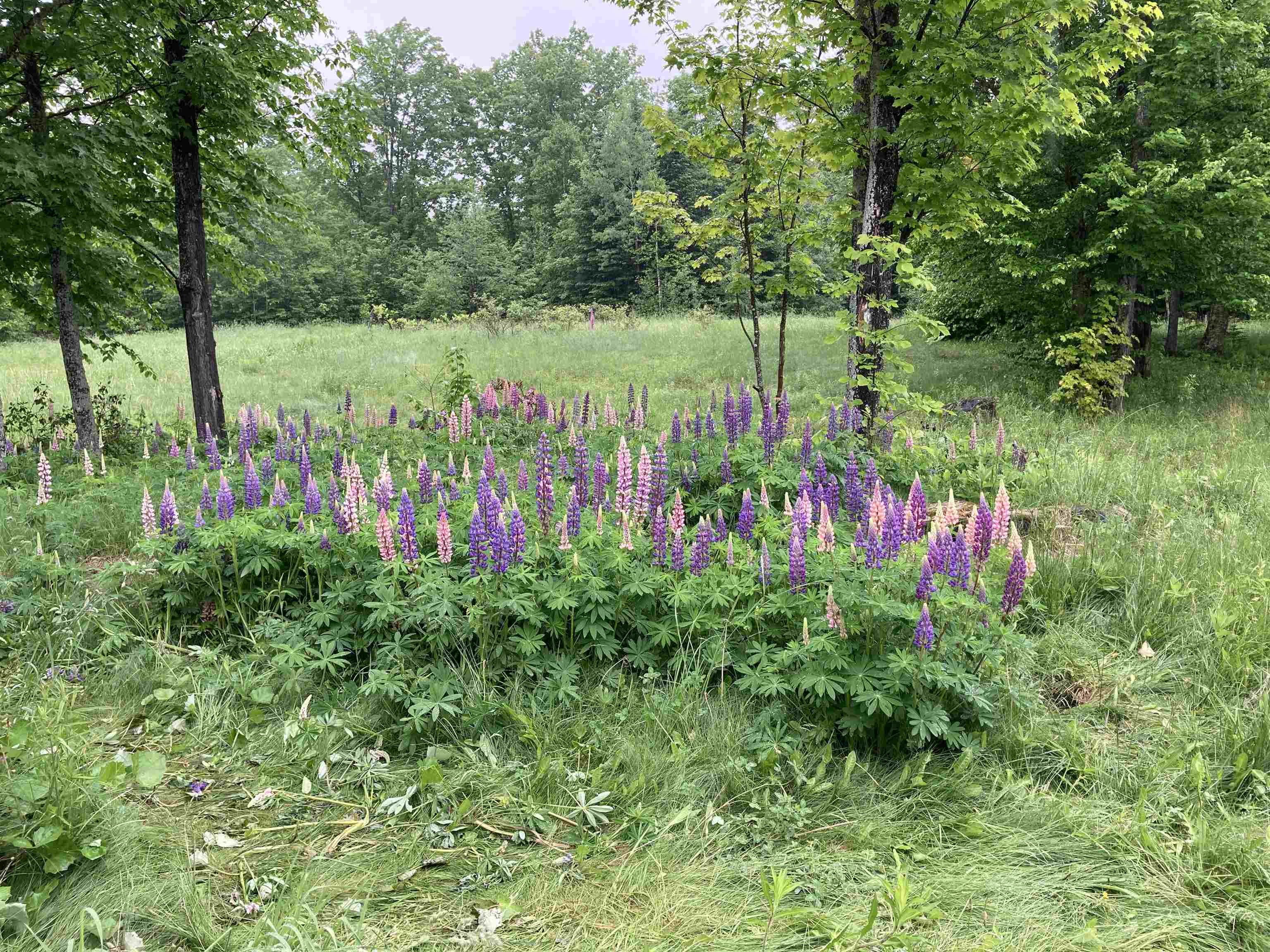 1066 Berry Hill Road Sheffield, VT 05866 - Photo 3 of 16 Gallery Image 3