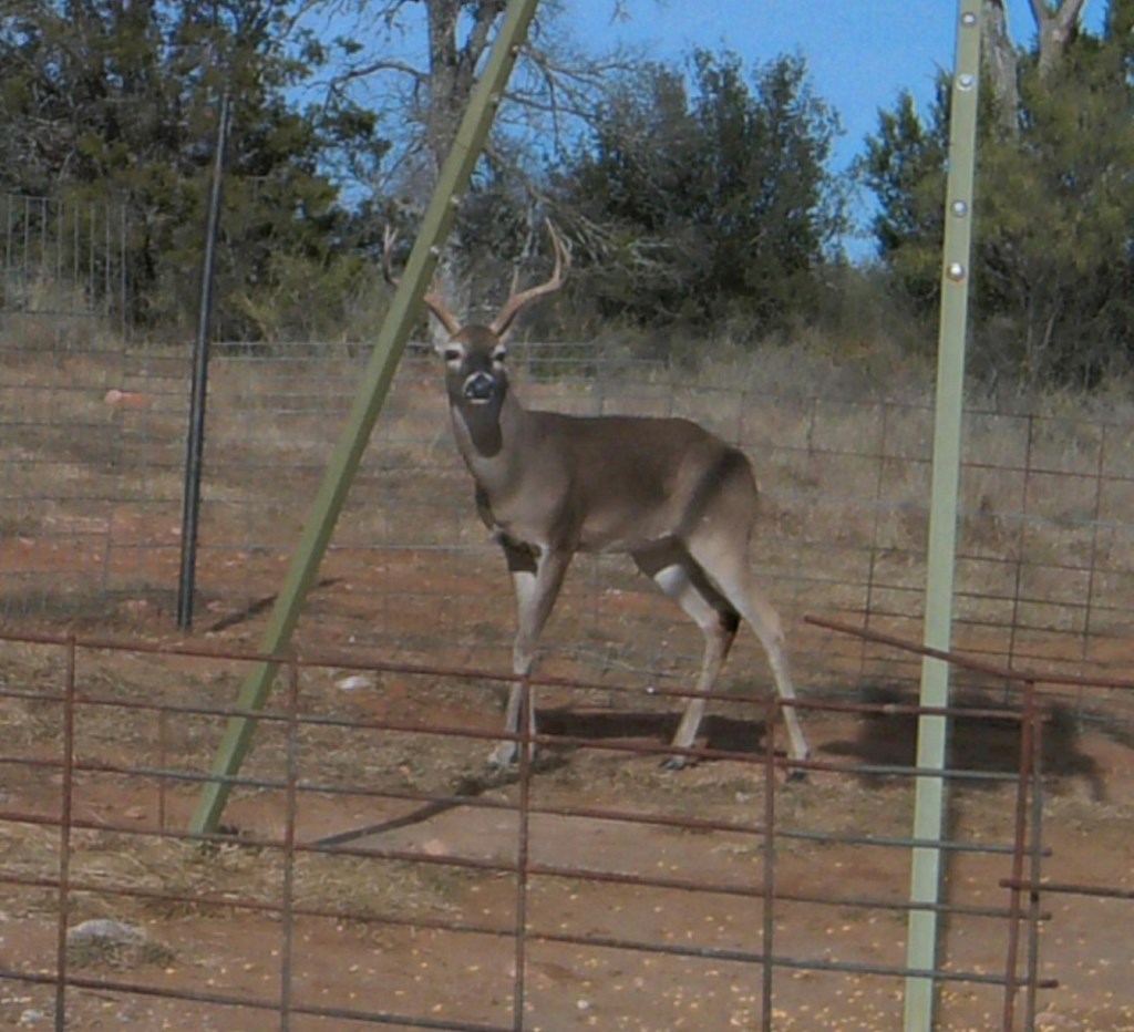 Tbd Tbd Madden Ranch Road Valley Spring, TX 76885 - Photo 24 of 46 Gallery Image 24