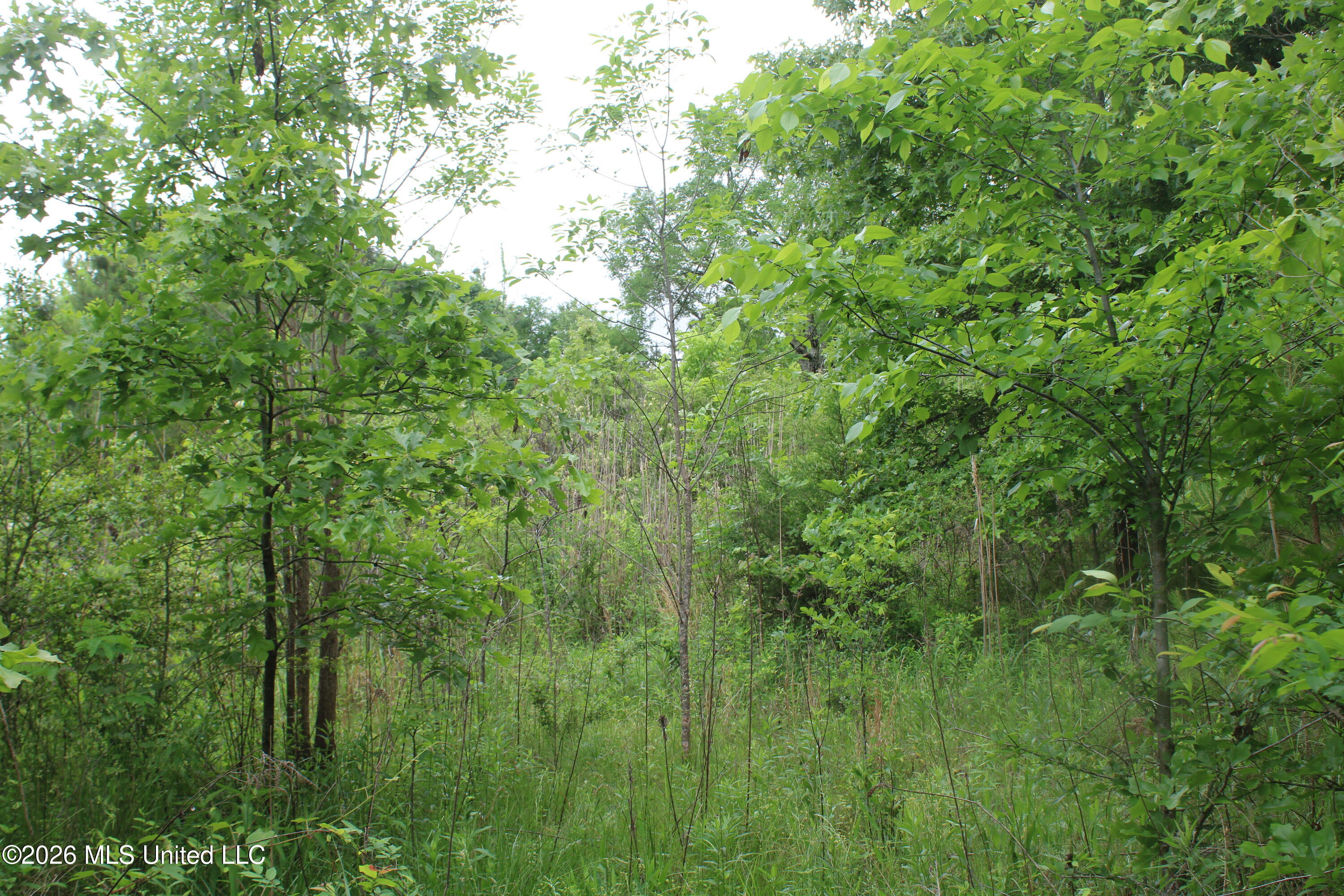 806 Woods Road Byhalia, MS 38611 - Photo 13 of 20 IMG_7745
