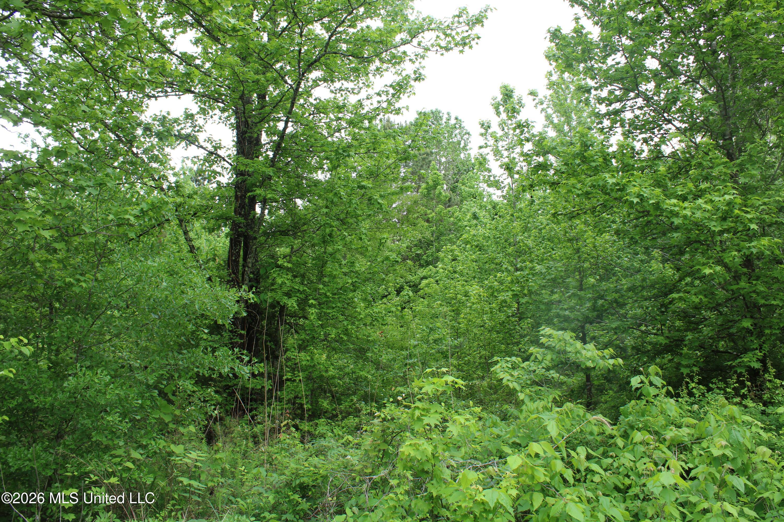 806 Woods Road Byhalia, MS 38611 - Photo 20 of 20 IMG_7737