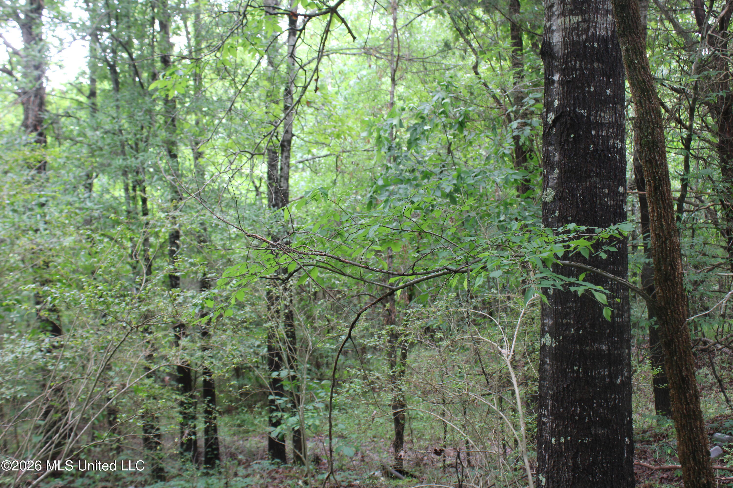806 Woods Road Byhalia, MS 38611 - Photo 5 of 20 IMG_7751