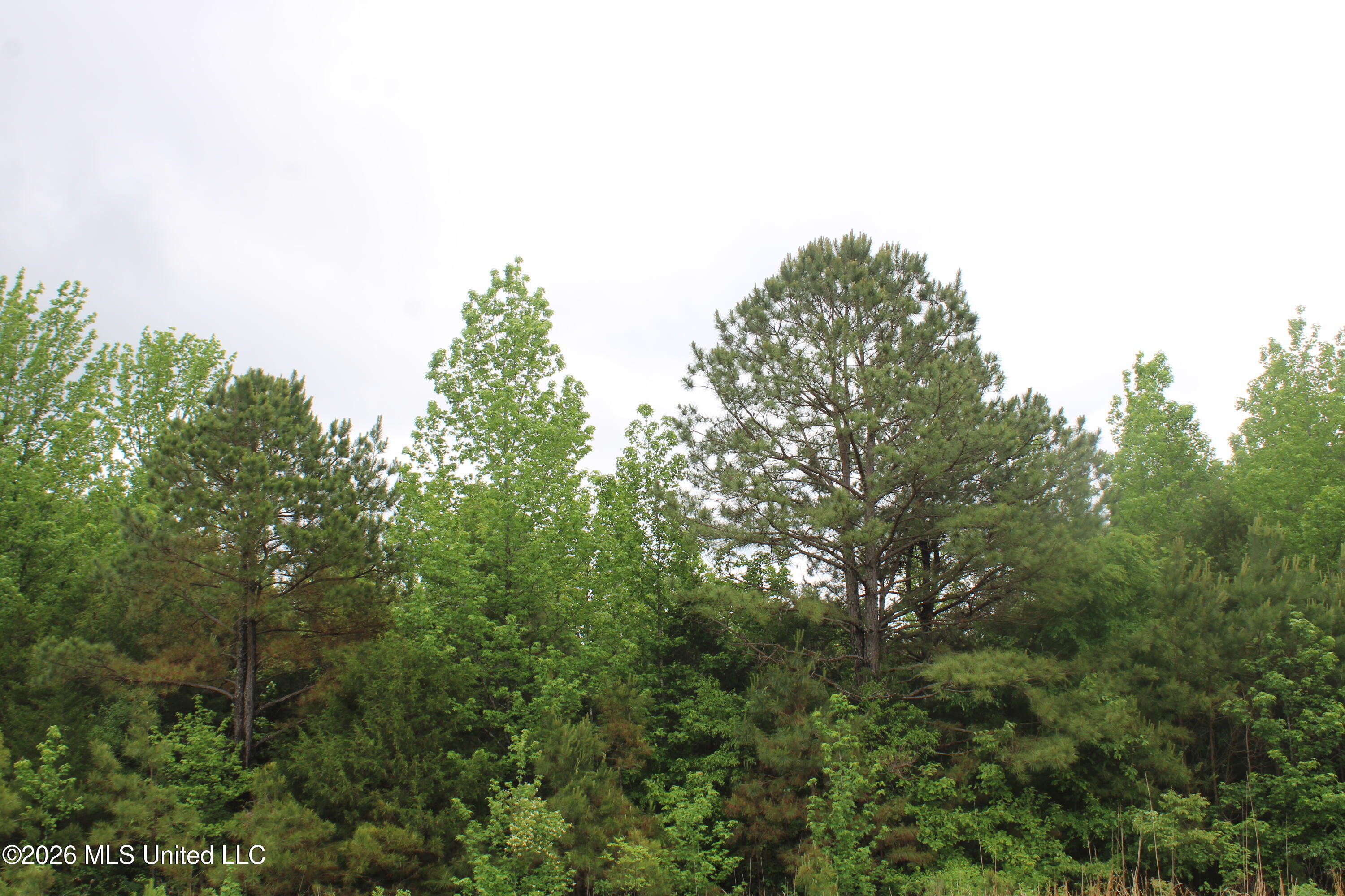 806 Woods Road Byhalia, MS 38611 - Photo 6 of 20 IMG_7750