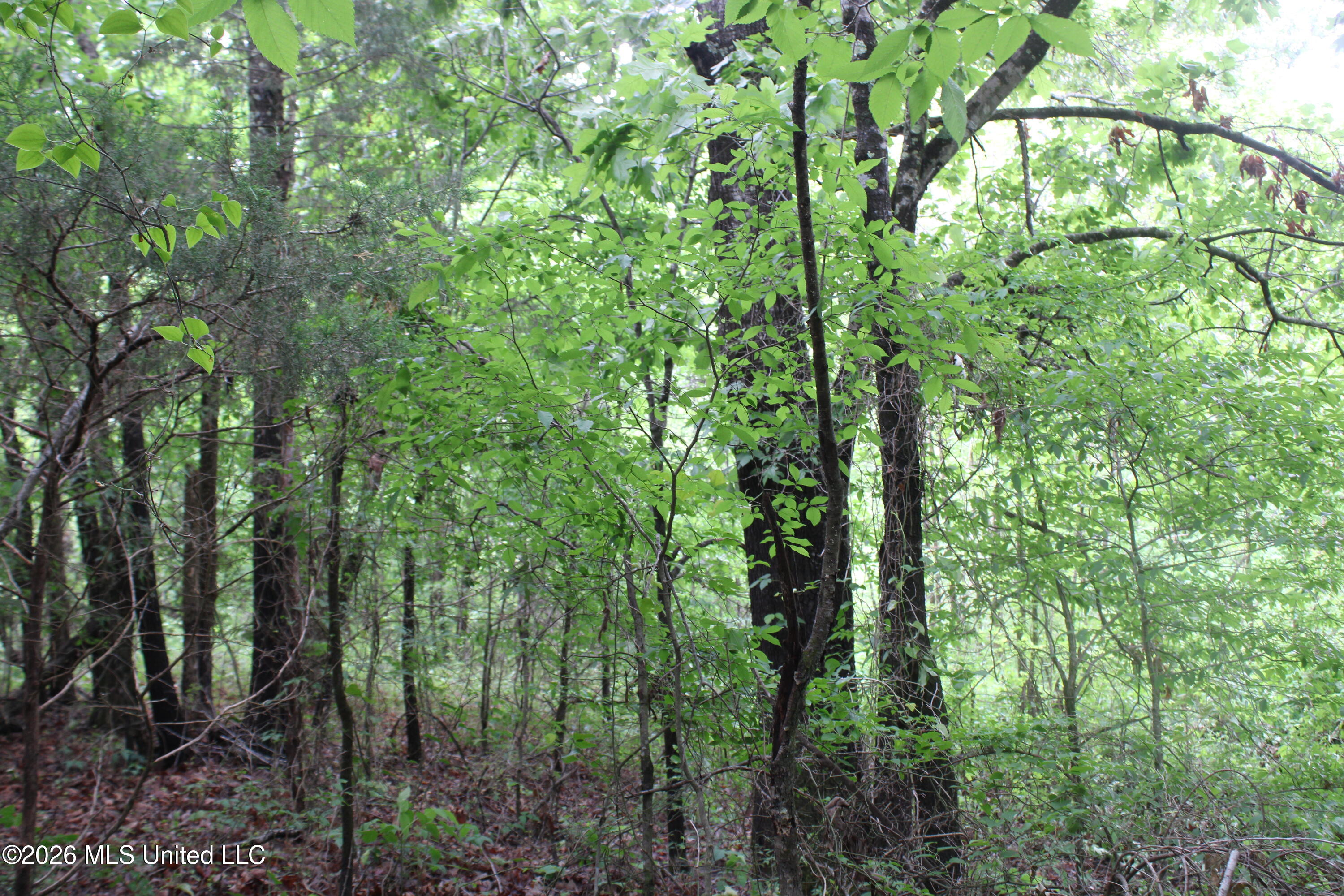 806 Woods Road Byhalia, MS 38611 - Photo 8 of 20 IMG_7741