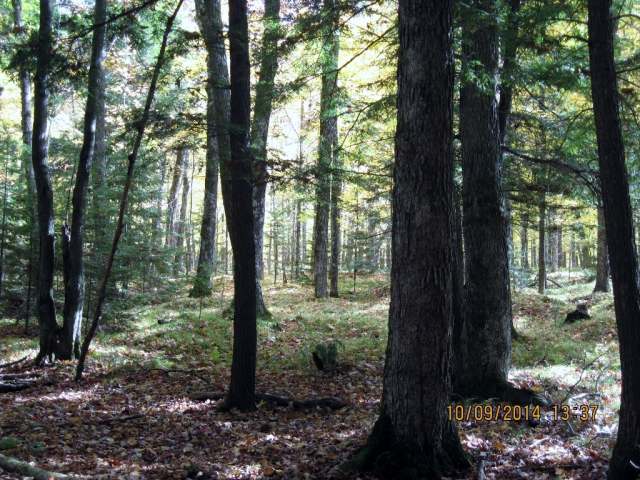 7-acres Sabinois Point Road Pelican Lake, WI 54463 - Photo 1 of 19 Gallery Image 1