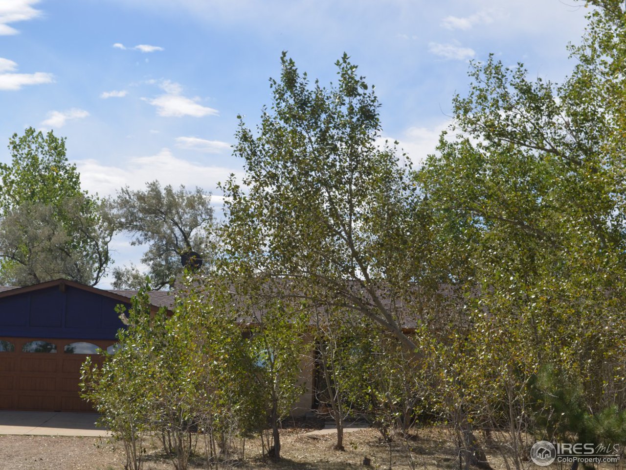 3718 Plateau Road Longmont, CO 80503 - Photo 3 of 17 Aspen Trees