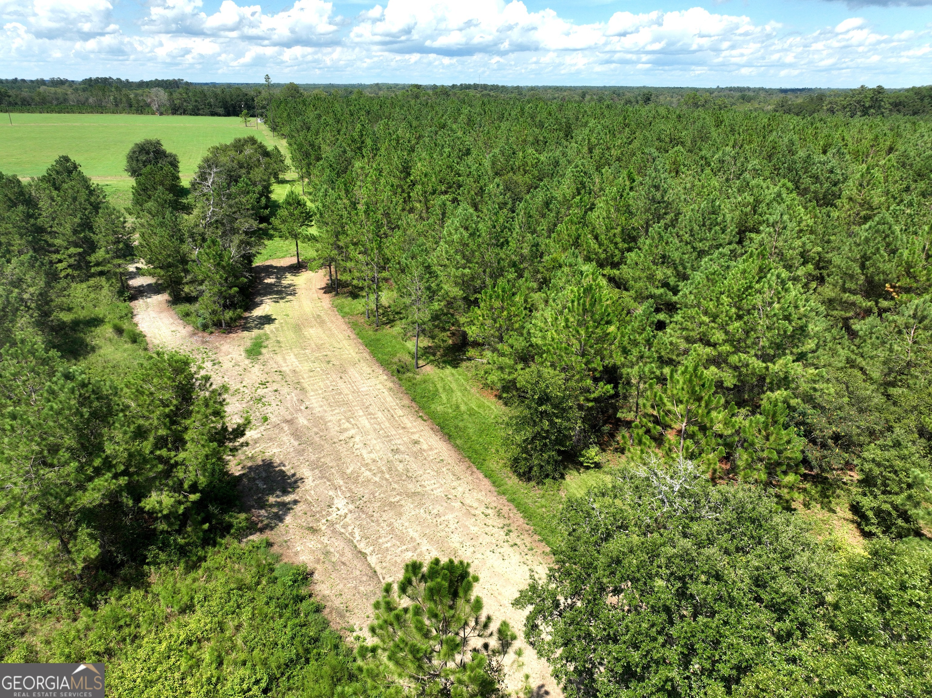 0 Crump Road Bristol, GA 31518 - Photo 11 of 21 a view of a yard with plants and large tree