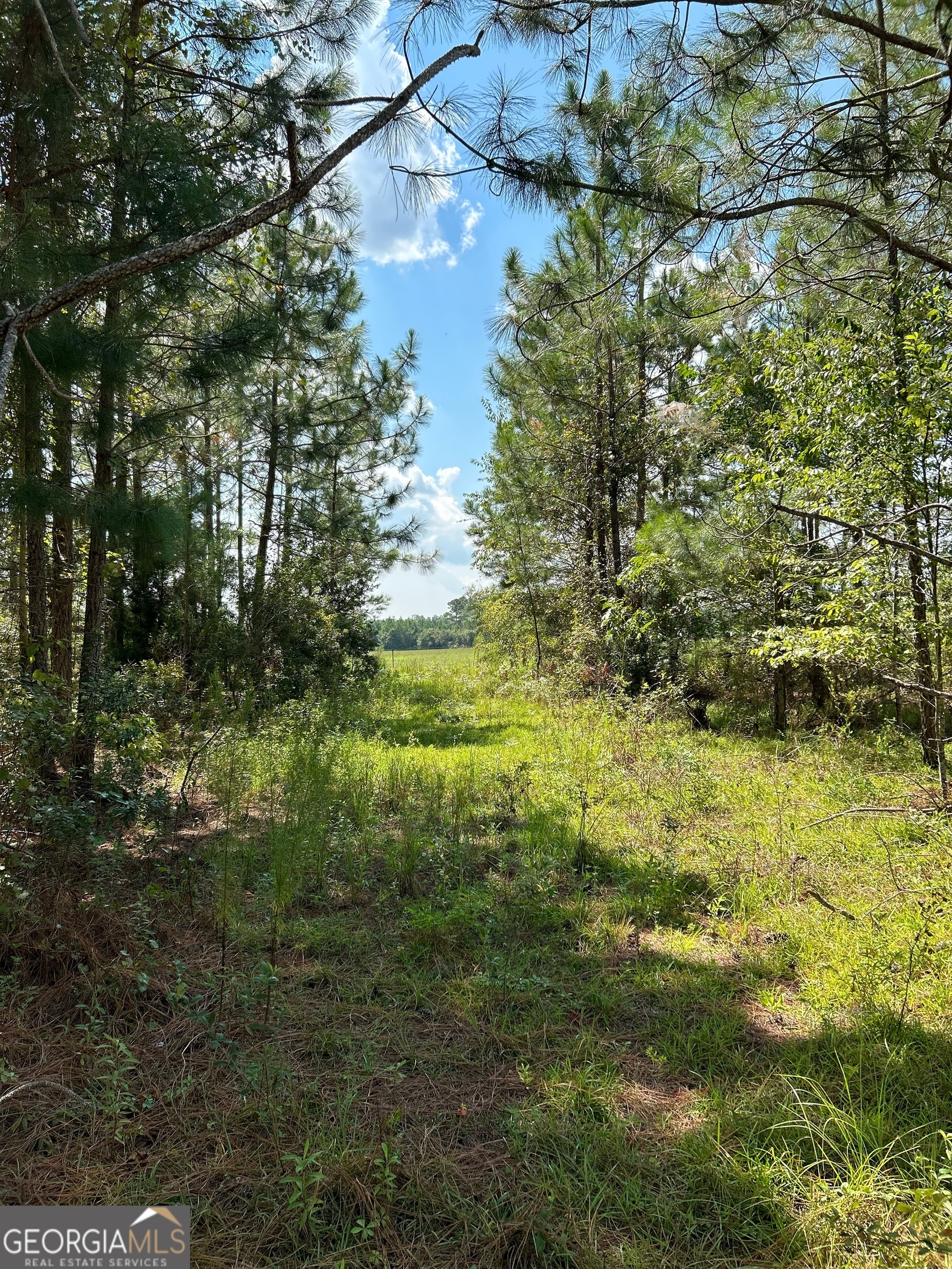 0 Crump Road Bristol, GA 31518 - Photo 13 of 21 a view of a yard with plants and large trees