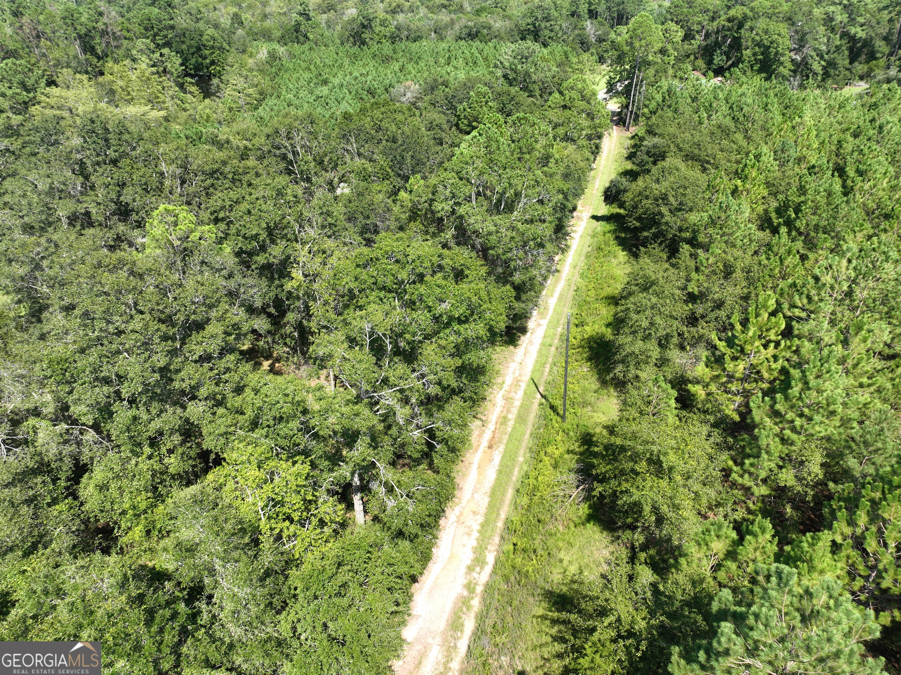 0 Crump Road Bristol, GA 31518 - Photo 18 of 21 a view of a forest with a tree