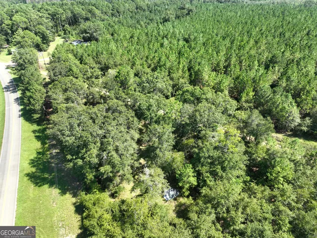 a view of a lush green forest with a tree