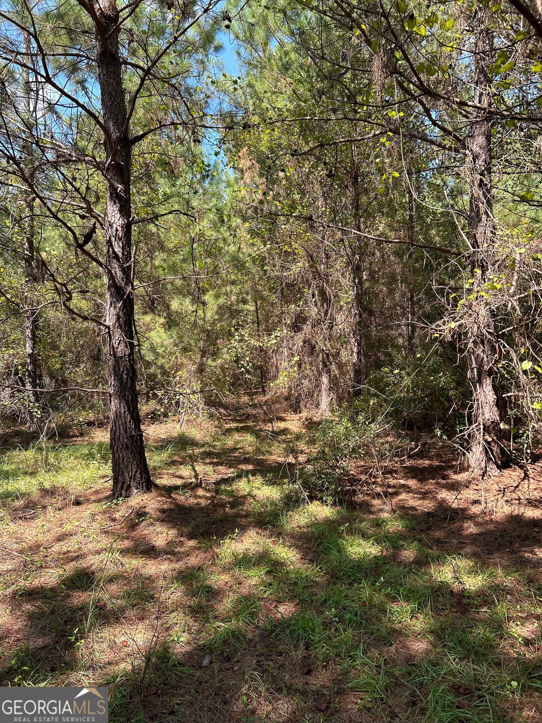 0 Crump Road Bristol, GA 31518 - Photo 8 of 21 a view of a yard with a tree