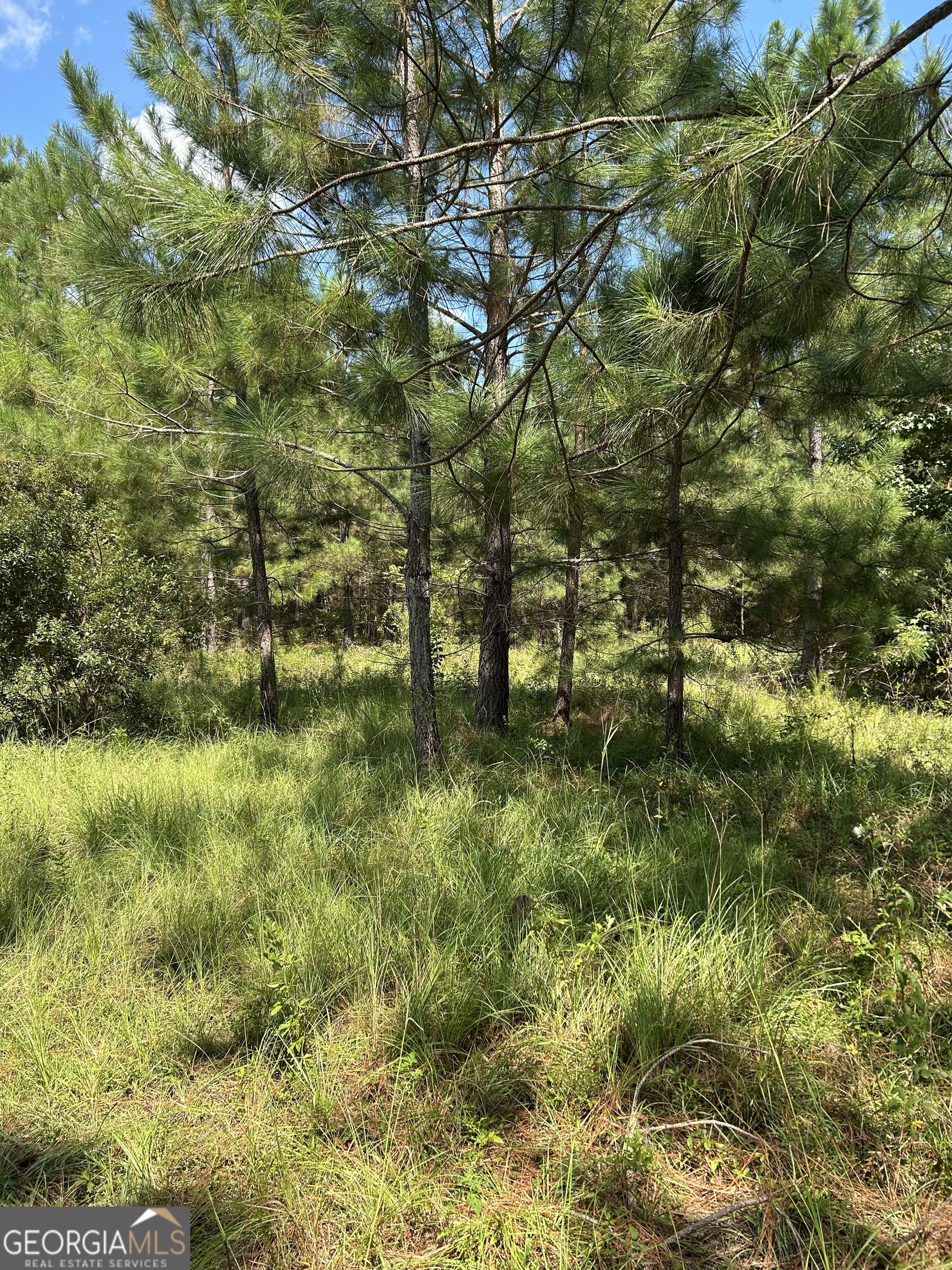 0 Crump Road Bristol, GA 31518 - Photo 9 of 21 a view of a garden