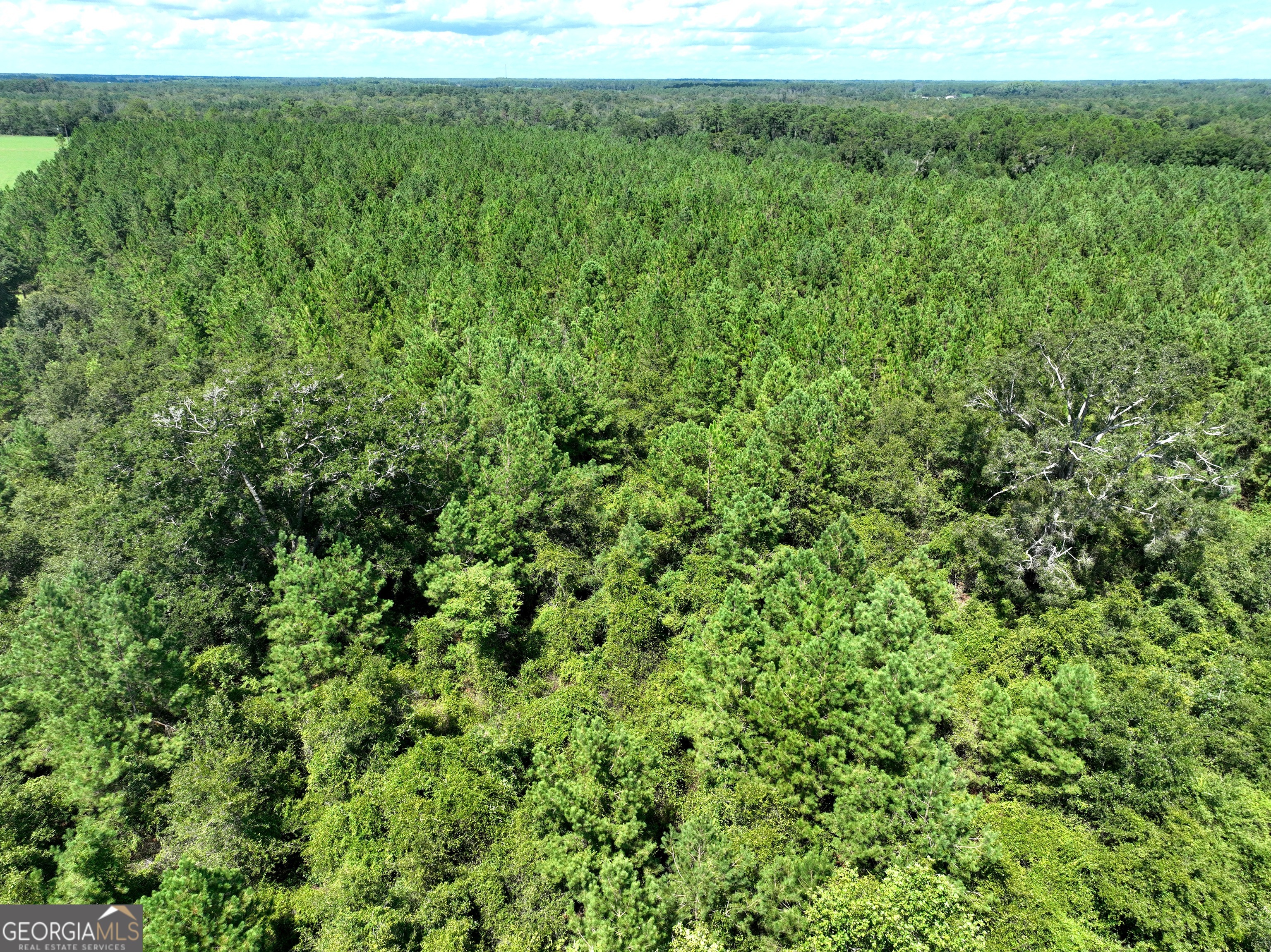 0 Crump Road Bristol, GA 31518 - Photo 10 of 21 a view of a lush green forest with a sink