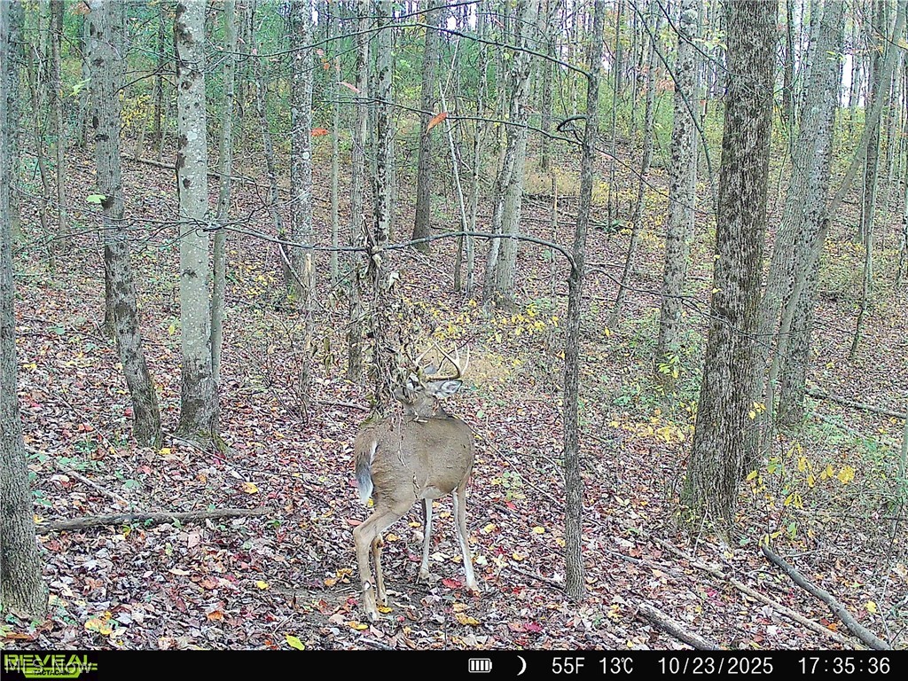 Crum Ridge Road Caldwell, OH 43724 - Photo 45 of 50
