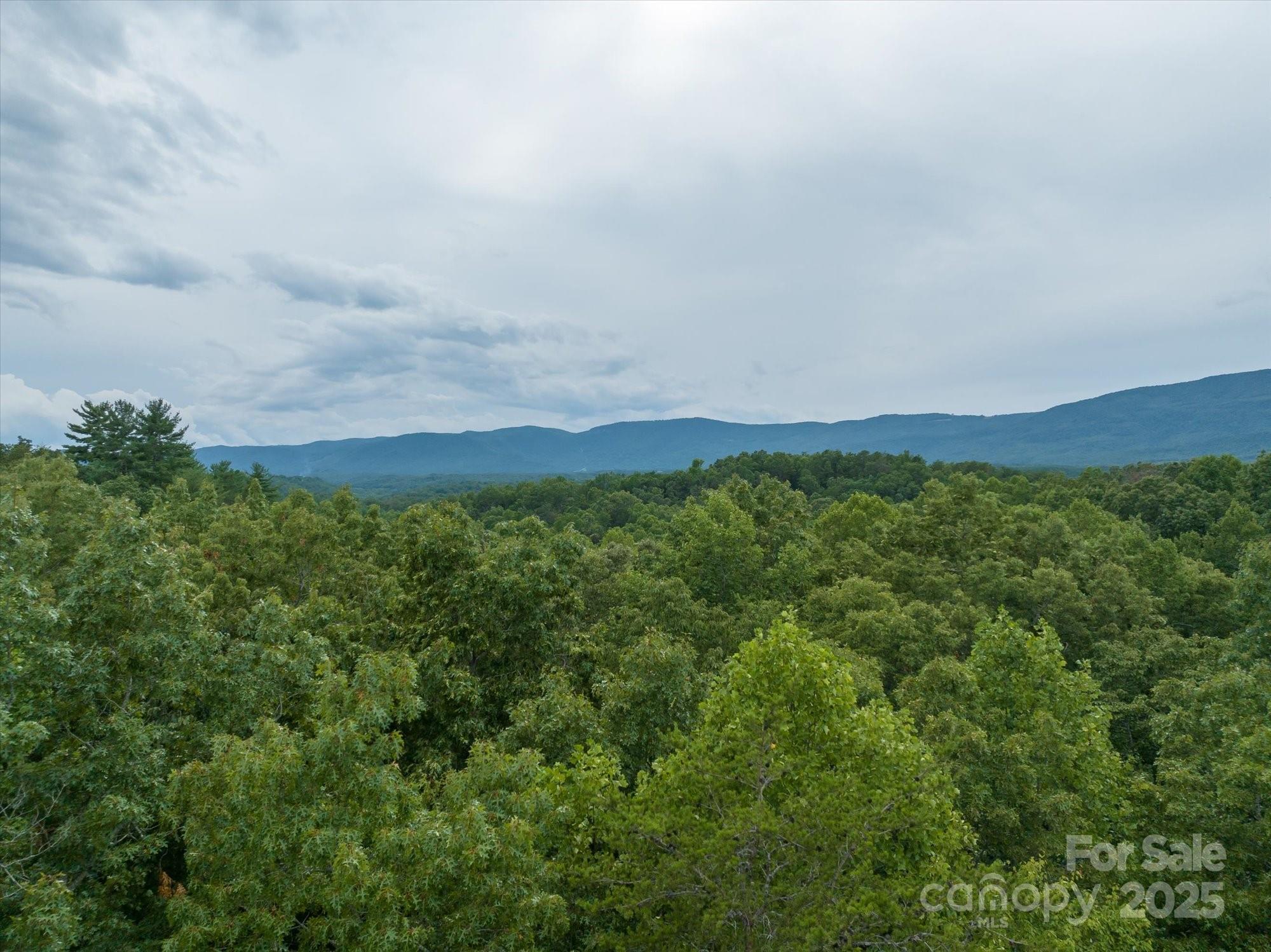 0 Twin Maple Way, Unit 5 Mill Spring, NC 28756 - Photo 16 of 16 a view of a large trees with lots of bushes