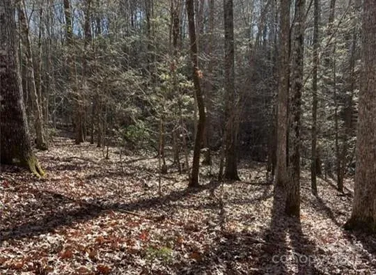 a view of a forest with trees in the background