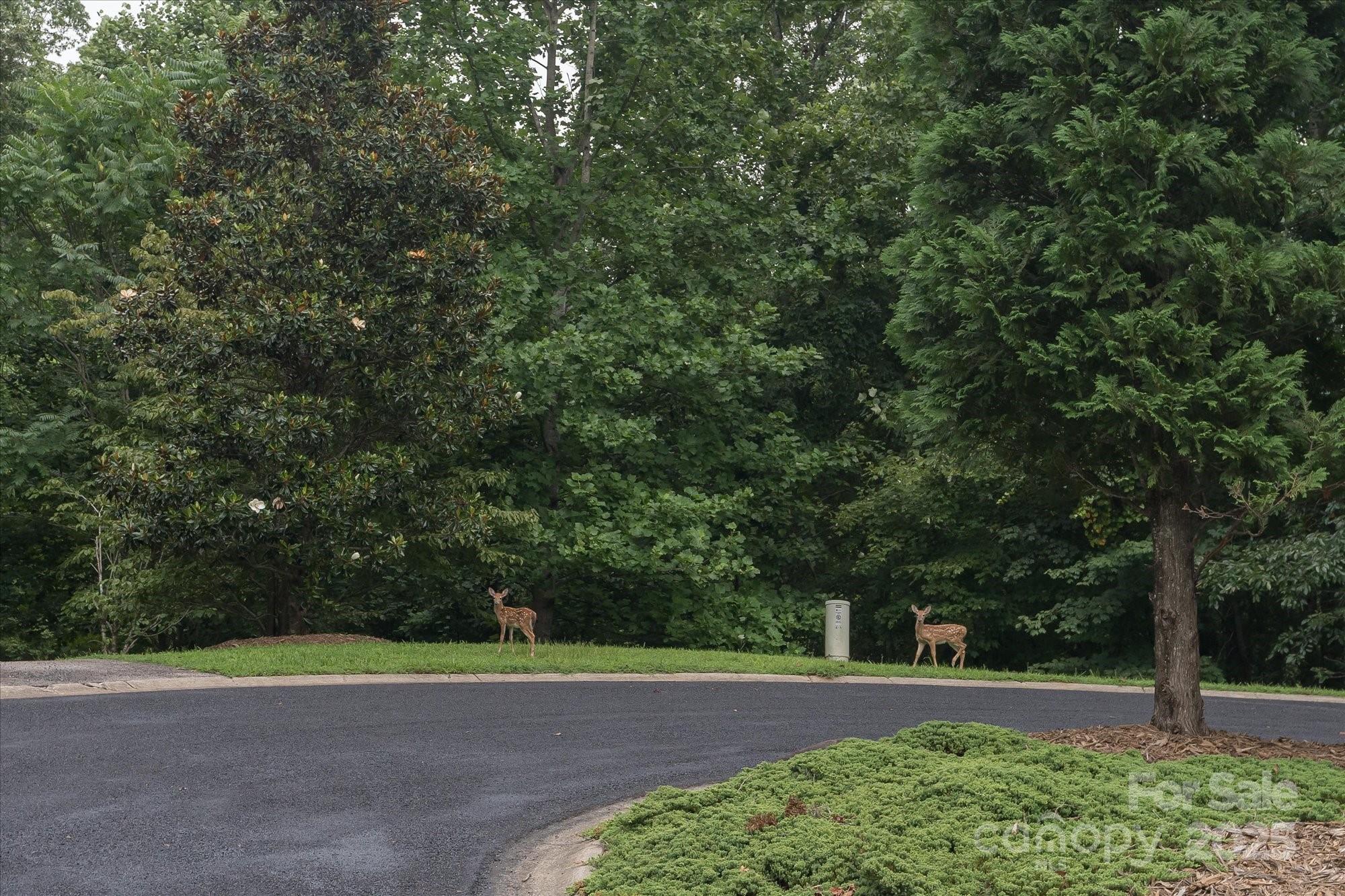 0 Twin Maple Way, Unit 5 Mill Spring, NC 28756 - Photo 9 of 16 a view of a yard with plants and trees