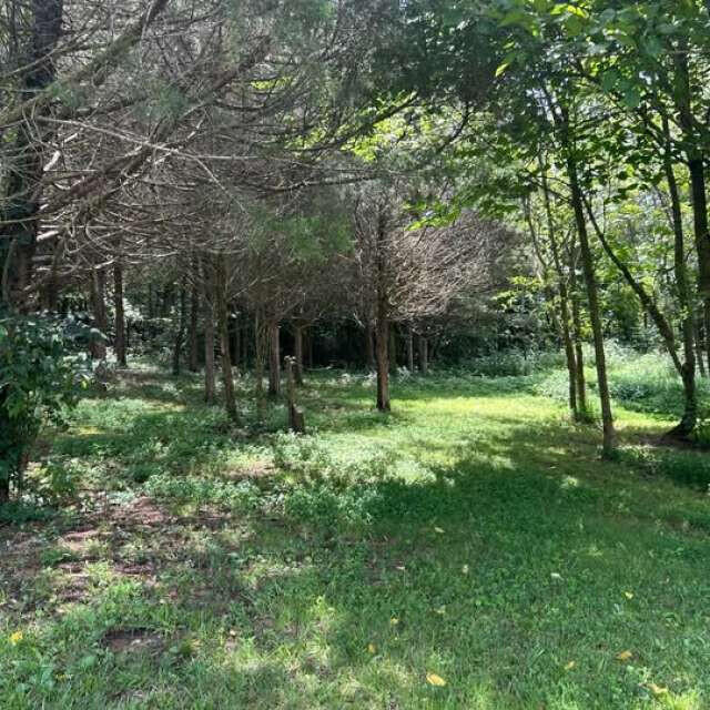 963 Sugar Valley Road Albany, KY 42602 - Photo 5 of 15 Duveneck.5