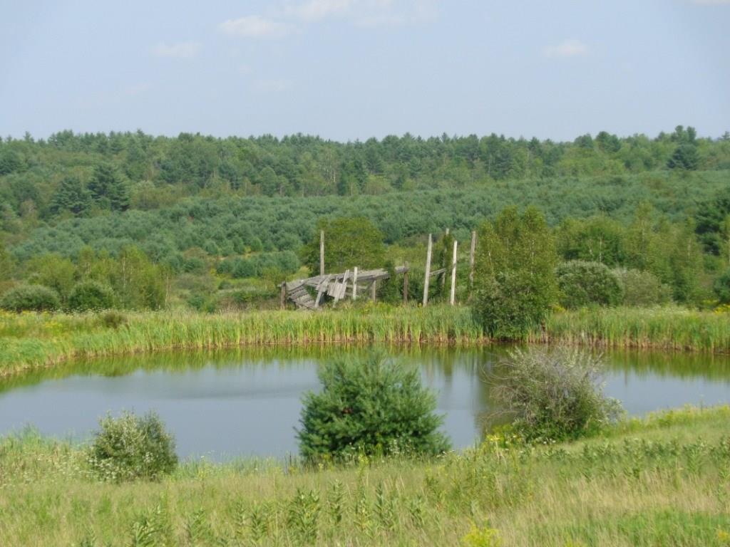 Pond