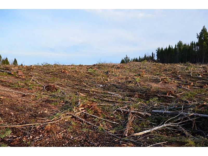 Off Off Brownville/sebec Road Milo, ME 04463 - Photo 6 of 16 Land/Lot.