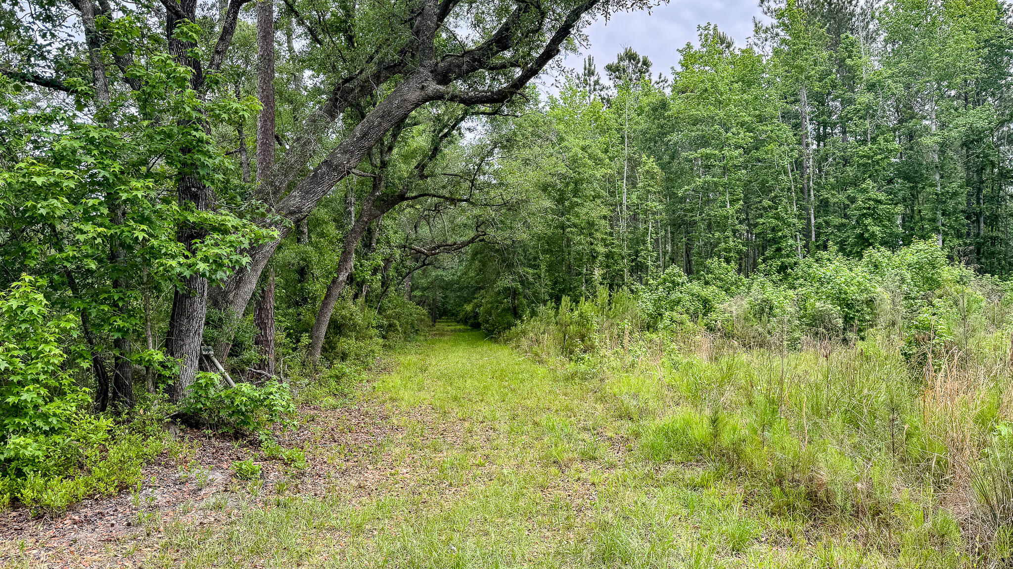 1034 Tuten Road Jacksonboro, SC 29452 - Photo 39 of 77 Hayne HallSC Land for Sale-41