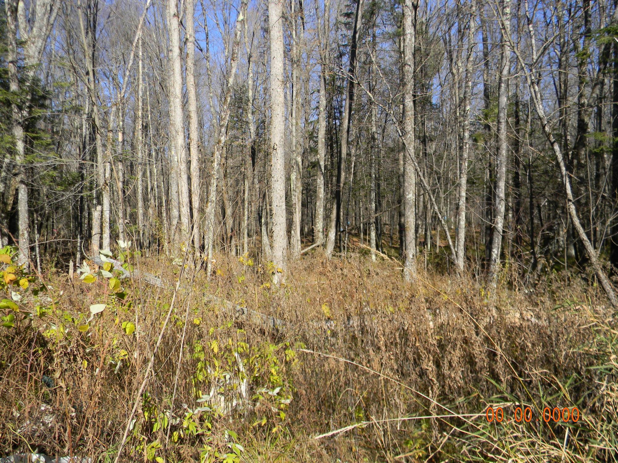 N7873 Forest Road Deerbrook, WI 54424 - Photo 10 of 31 Gallery Image 10