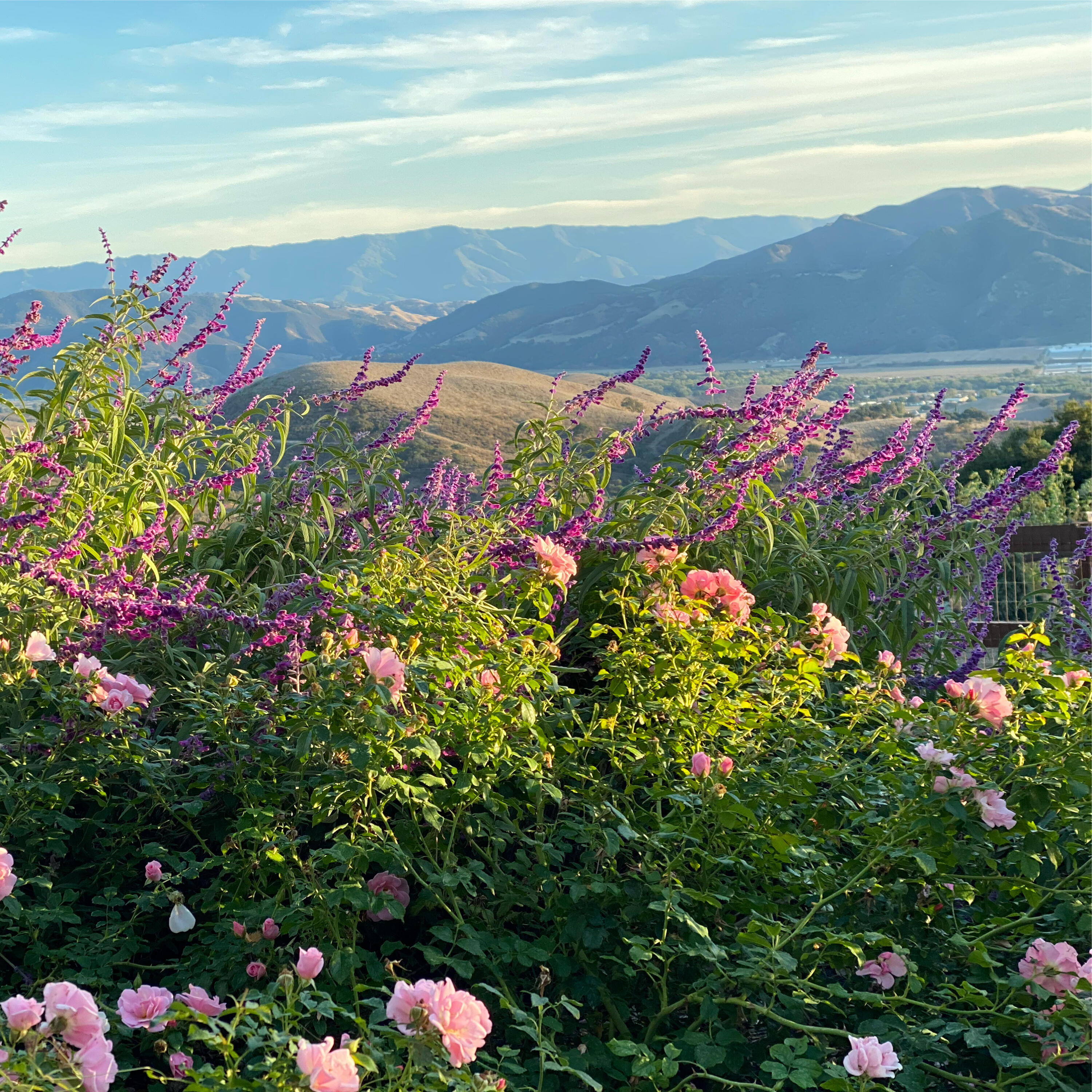 1833 Cougar Ridge Road Buellton, CA 93427 - Photo 41 of 53 3