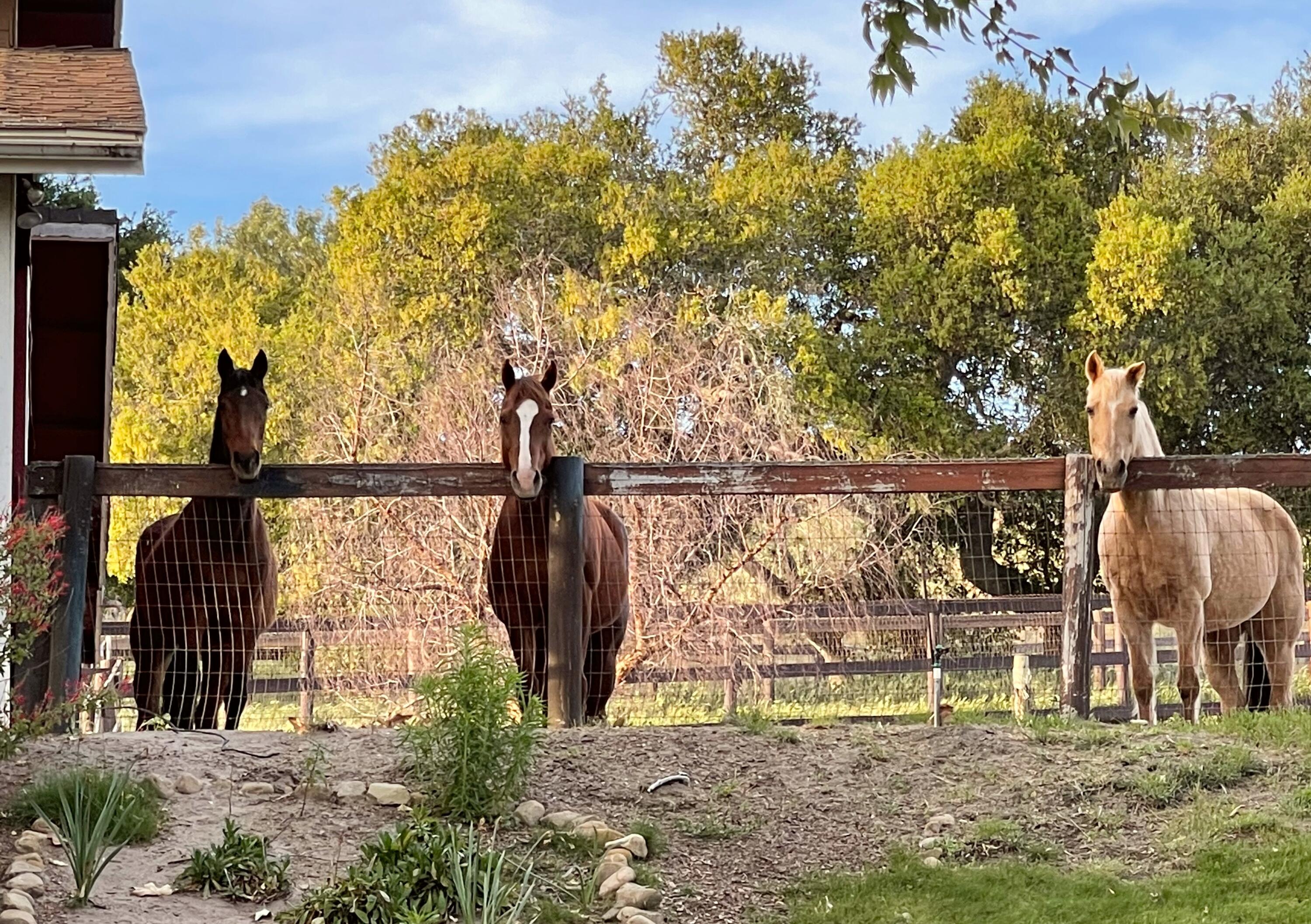 1833 Cougar Ridge Road Buellton, CA 93427 - Photo 47 of 53 9