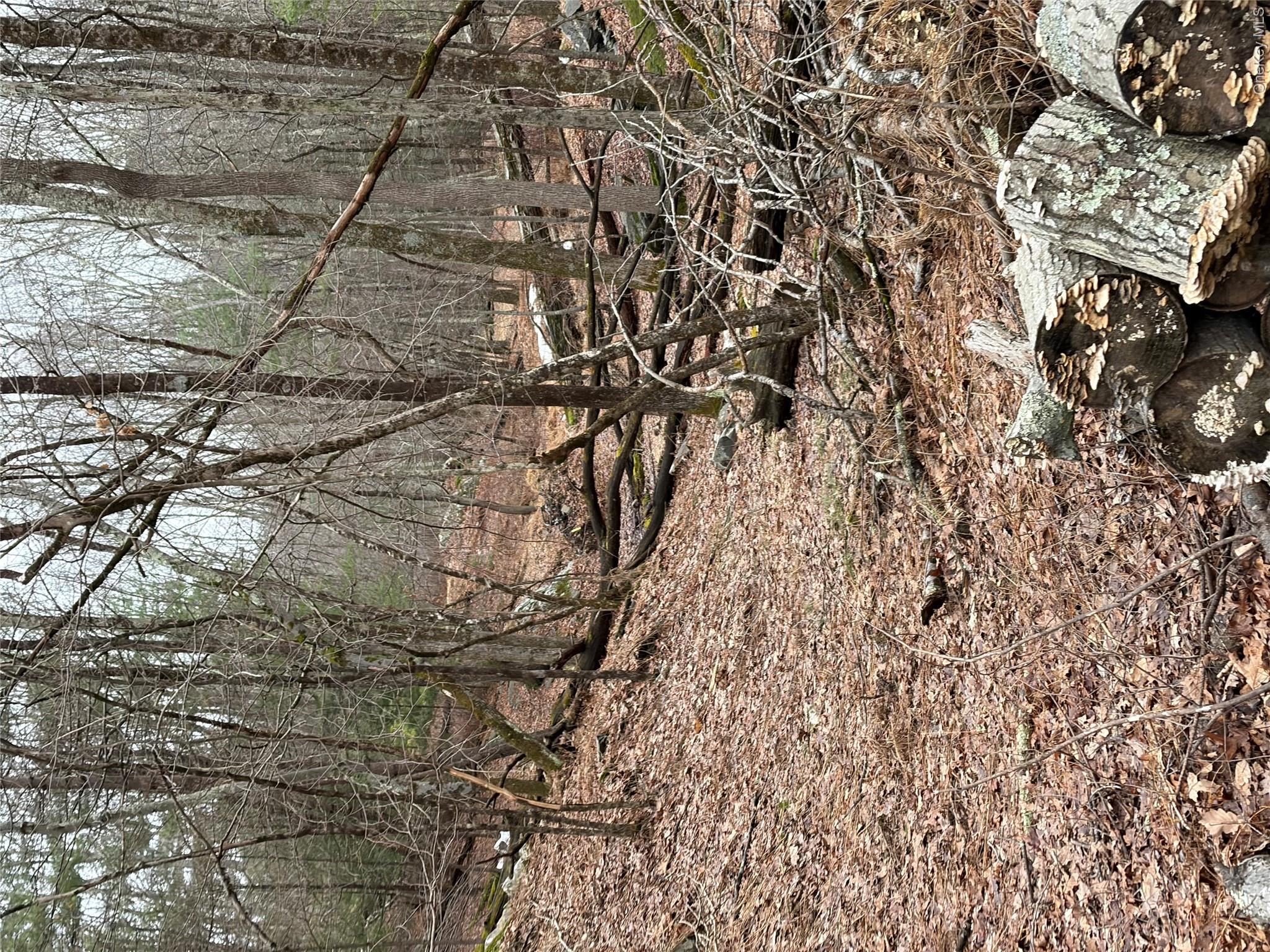 0 Red Hill Road Wurtsboro, NY 12790 - Photo 11 of 16 a view of a yard with a tree
