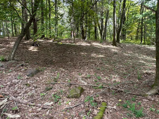 a view of a yard with a tree
