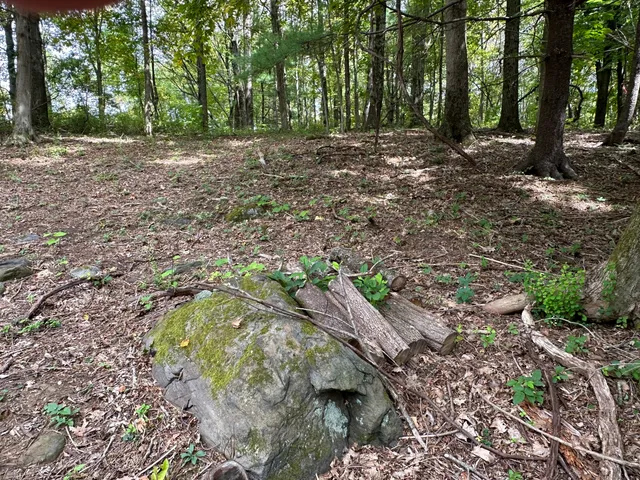 a view of outdoor space with trees
