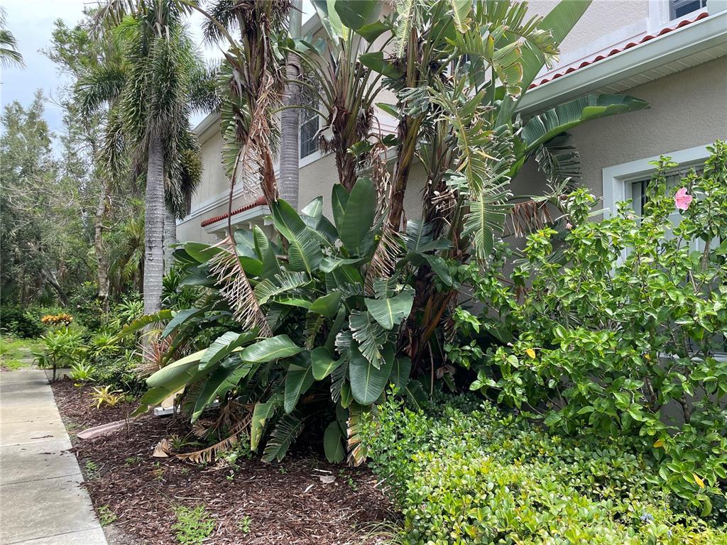 5000 Ibis Way, Unit 101 Venice, FL 34292 - Photo 22 of 39 a plant that is in a garden