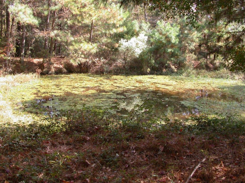 - Larkin Rice Road Saluda, SC 29138 - Photo 63 of 70