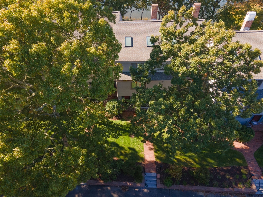 381 Great Oak Road, Unit 9 Mashpee, MA 02649 - Photo 37 of 42 a picture of tree