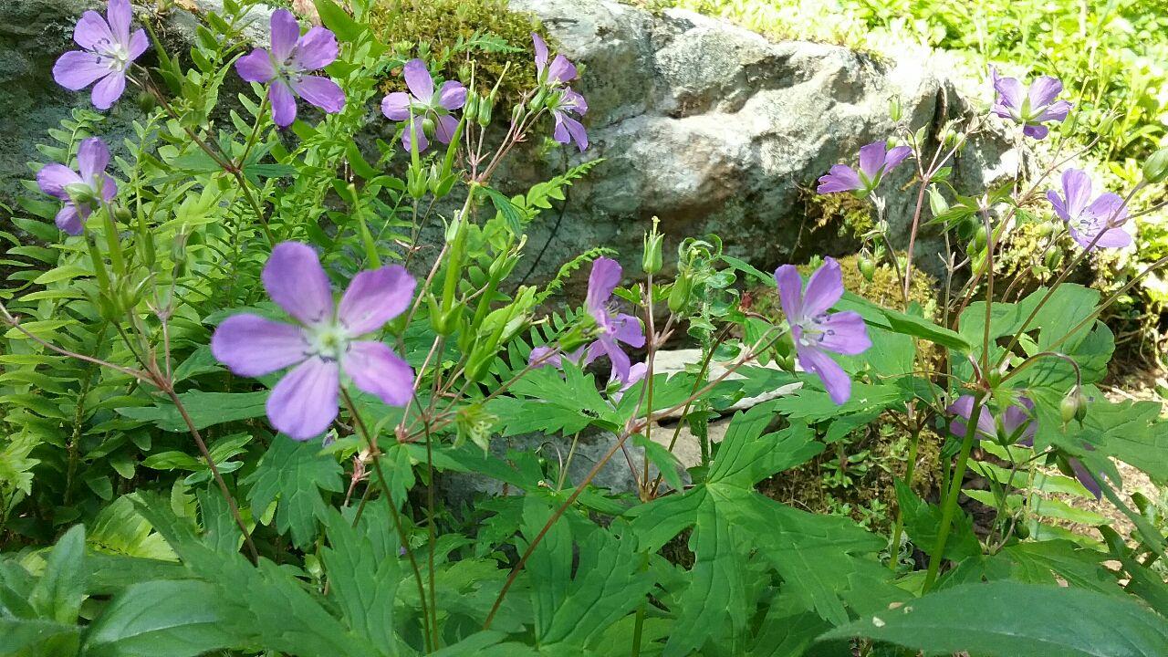 6354 Stephens Road Wise, VA 24293 - Photo 54 of 57 Purple Near Rocks