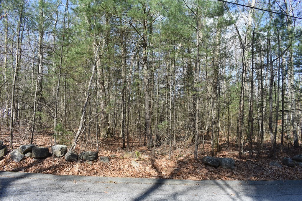 0 Rocky Road Whitinsville, MA 01588 - Photo 3 of 7 a view of a forest filled with trees