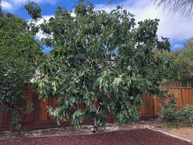 400 Arezzo Way Tracy, CA 95377 - Photo 34 of 34