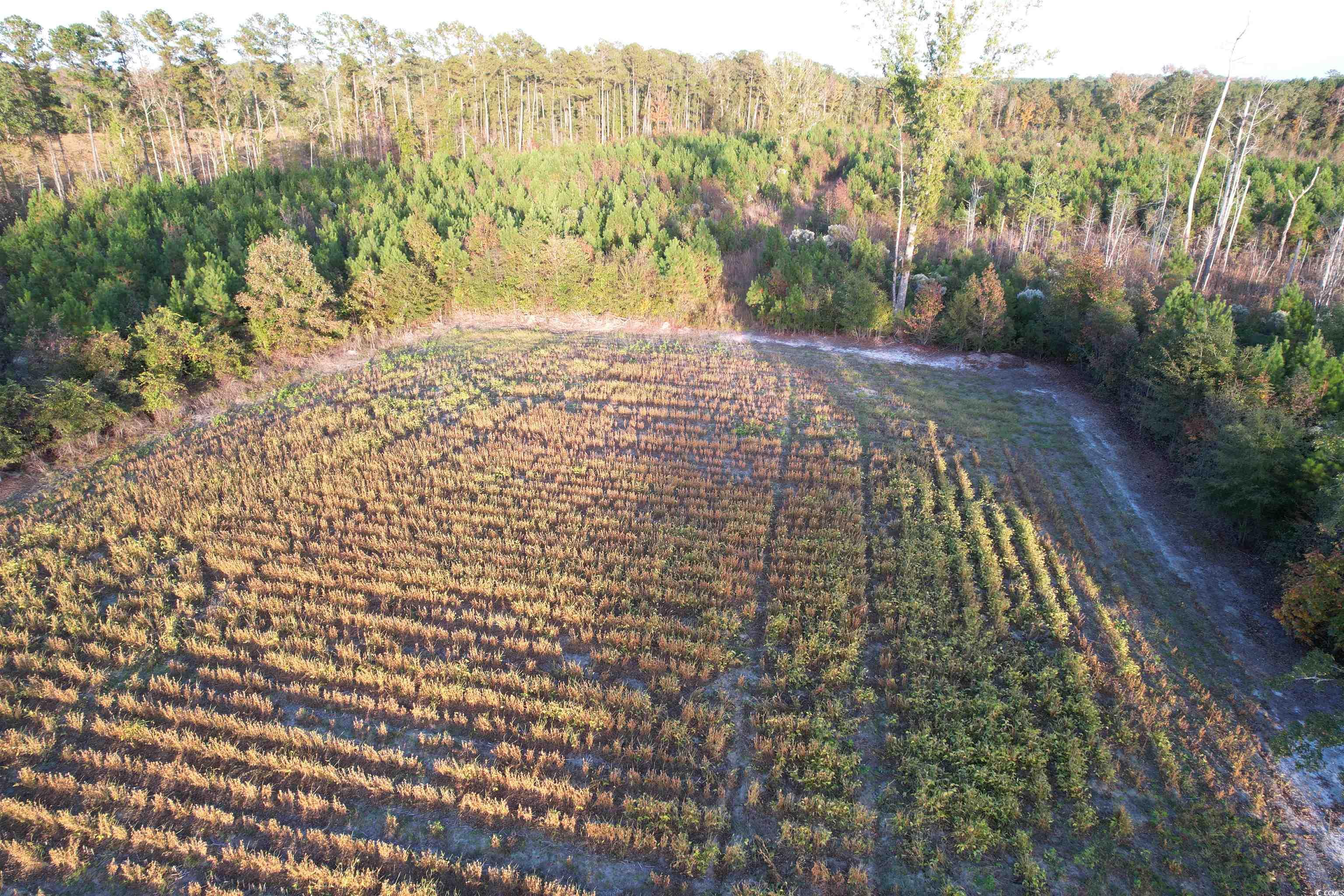 1763 St James Road Hemingway, SC 29554 - Photo 25 of 29