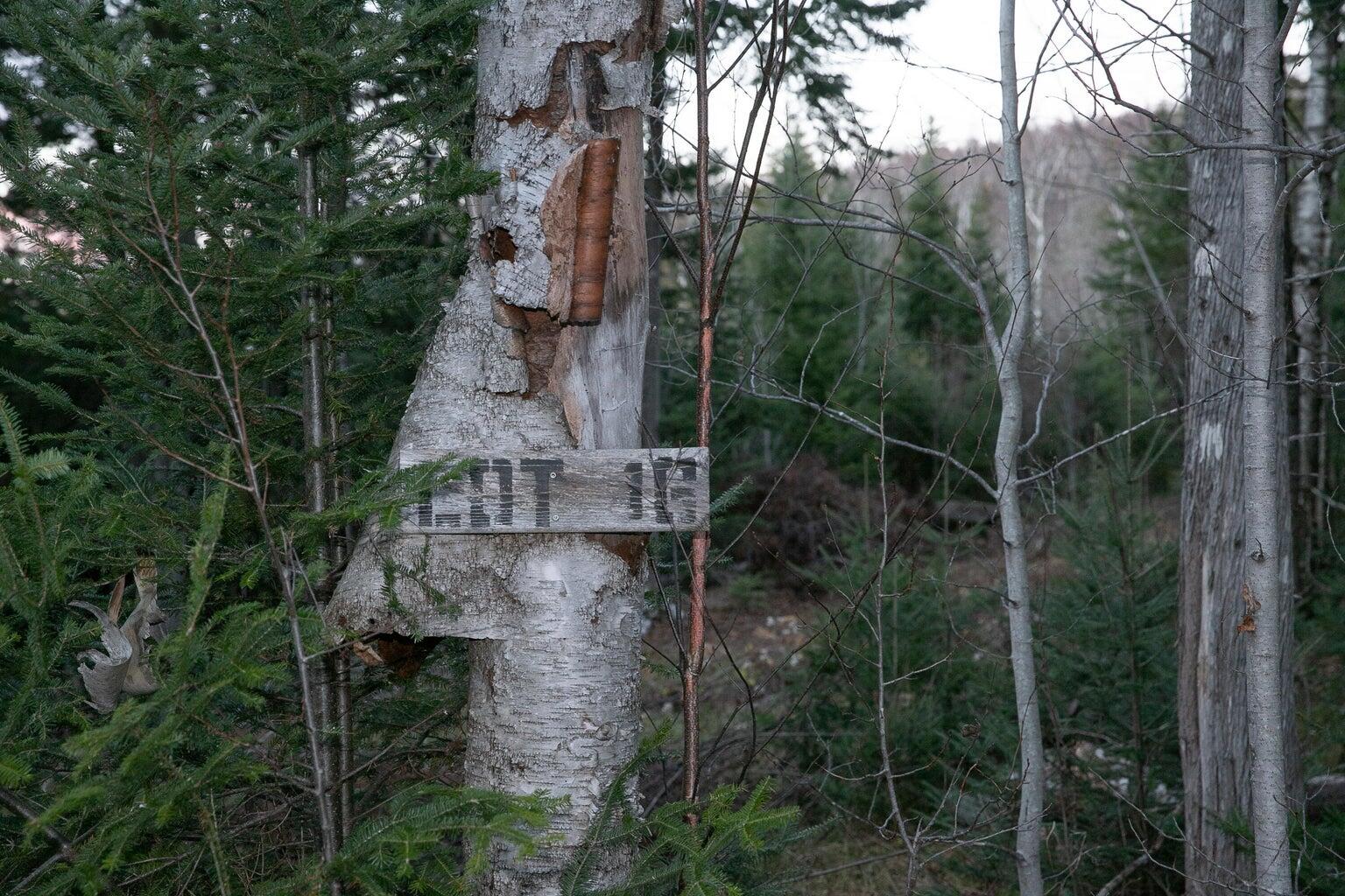 Lot 16 Mill Brook Road Sandy River Plt, ME 04970 - Photo 11 of 44