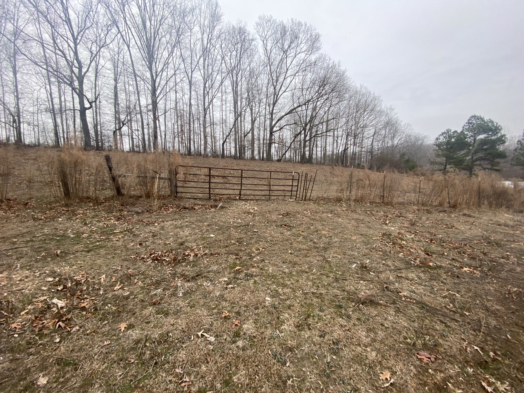 3190 Lanning Road Lawrenceburg, TN 38464 - Photo 21 of 30 a backyard of a house with lots of green space