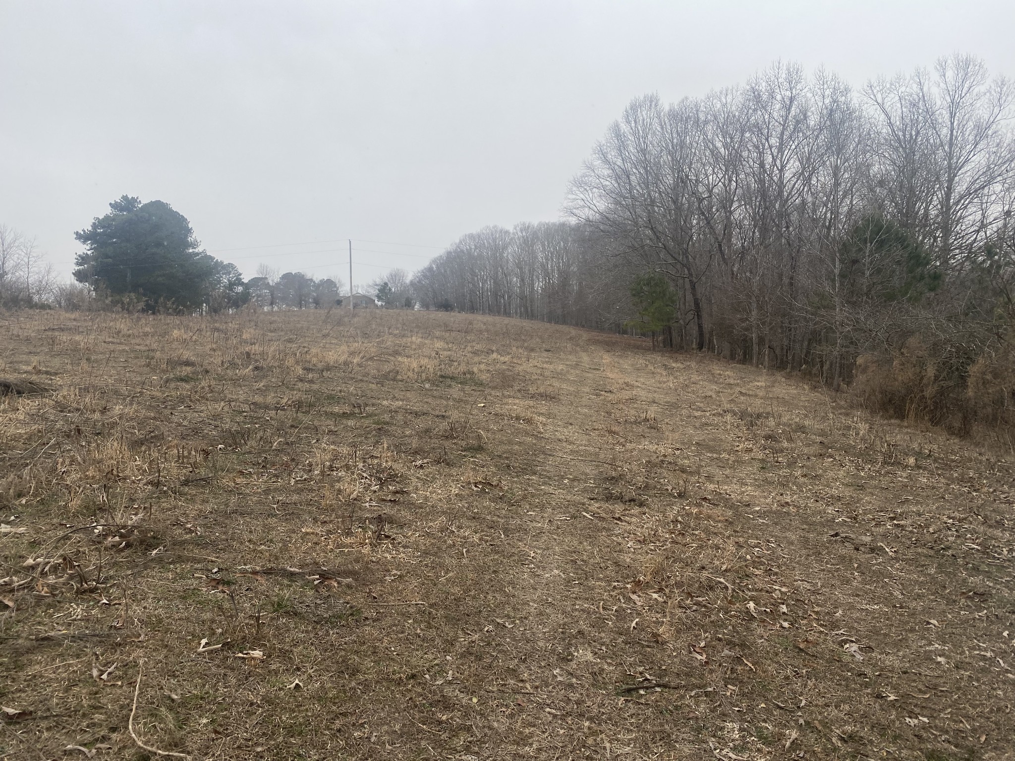 3190 Lanning Road Lawrenceburg, TN 38464 - Photo 22 of 30 a view of a dry yard with trees