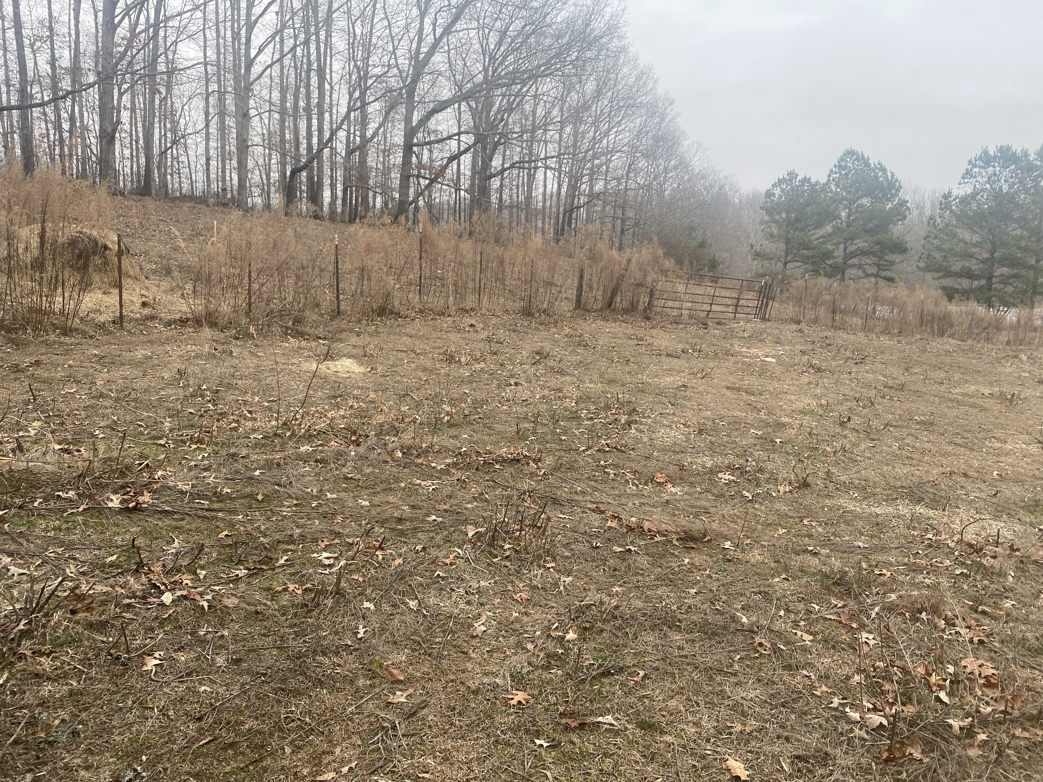 3190 Lanning Road Lawrenceburg, TN 38464 - Photo 25 of 30 a view of a dry yard with trees