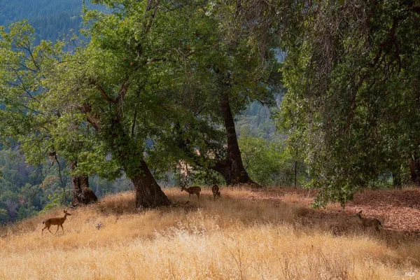 $3,430,000 | 56701 Highway 162, Covelo, CA 95428