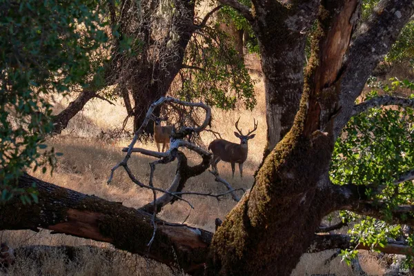 $3,430,000 | 56701 Highway 162, Covelo, CA 95428