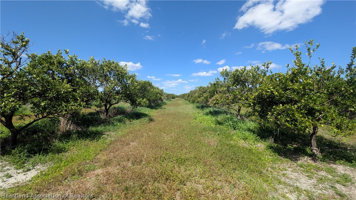 Crewsville Road Zolfo Springs, FL 33890 - Photo 3 of 34 a view of a yard with a tree
