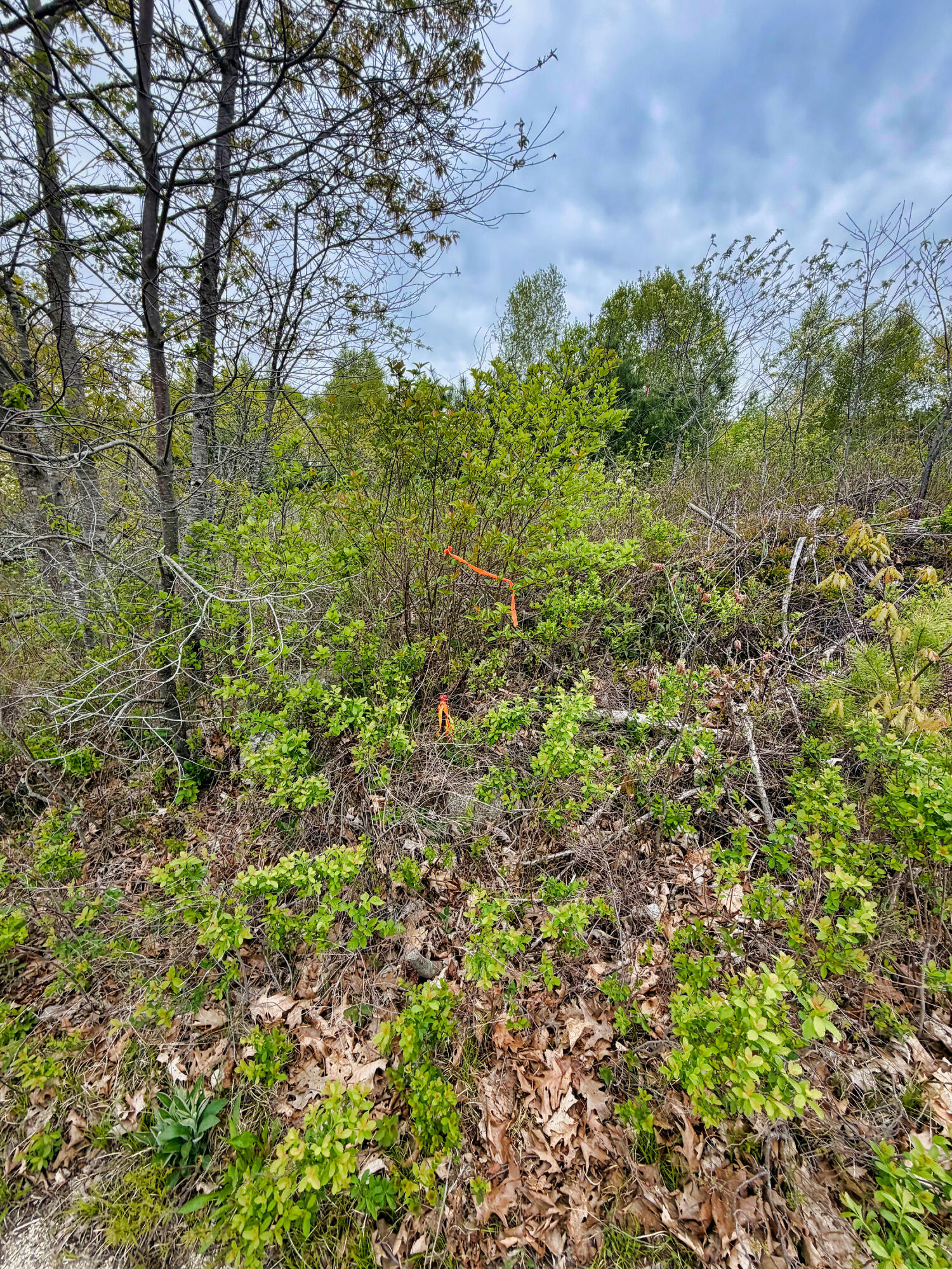 519 Snow's Cove Road Sedgwick, ME 04676 - Photo 5 of 17 519SnowsCove_004
