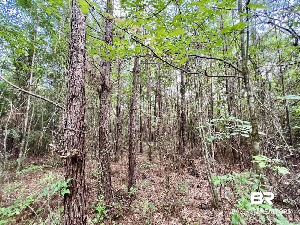 0 Country Rd Mount Mount Vernon, AL 36560 - Photo 8 of 15