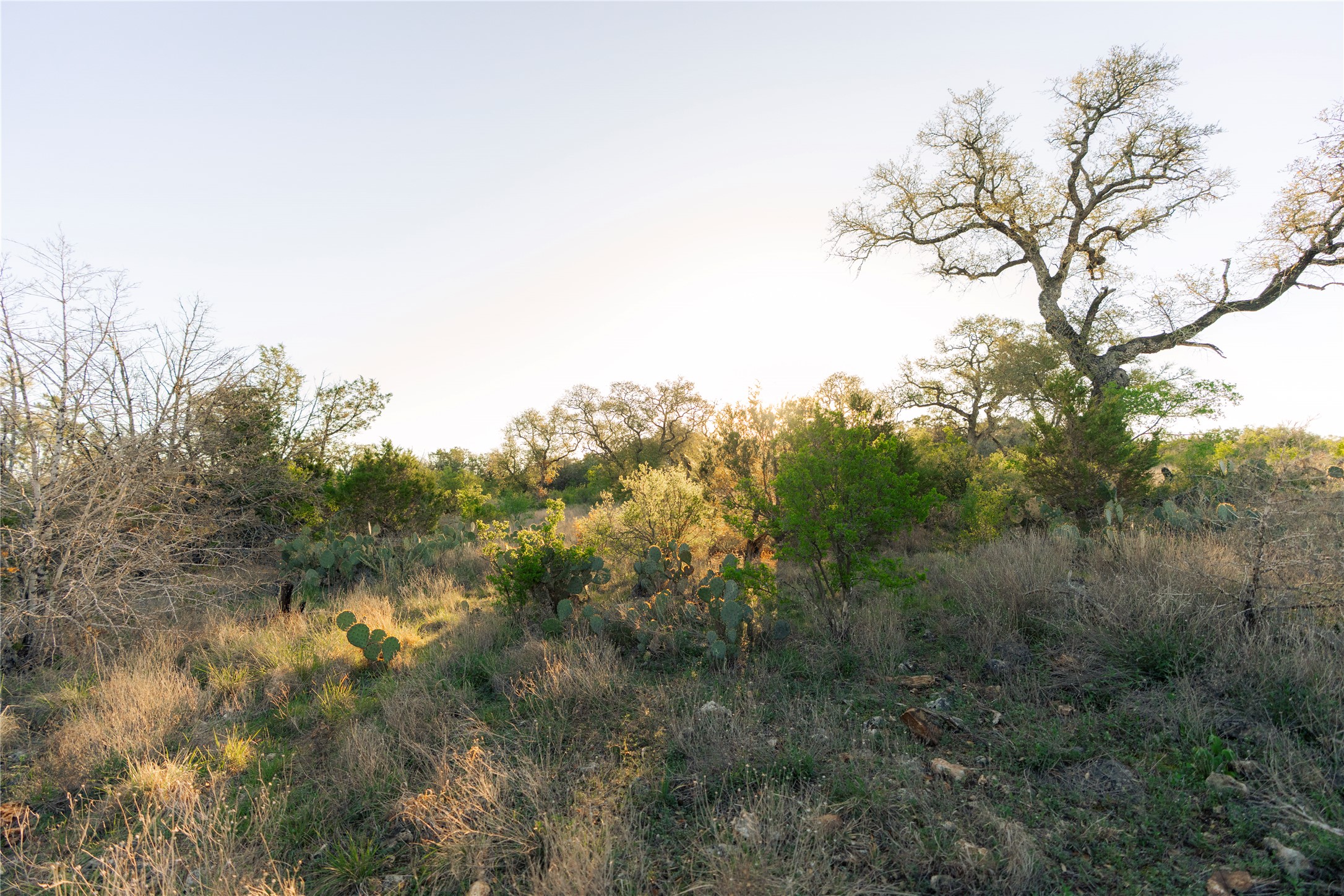 1901 Oak Grove Road San Marcos, TX 78666 - Photo 9 of 16 a view of a yard with a tree