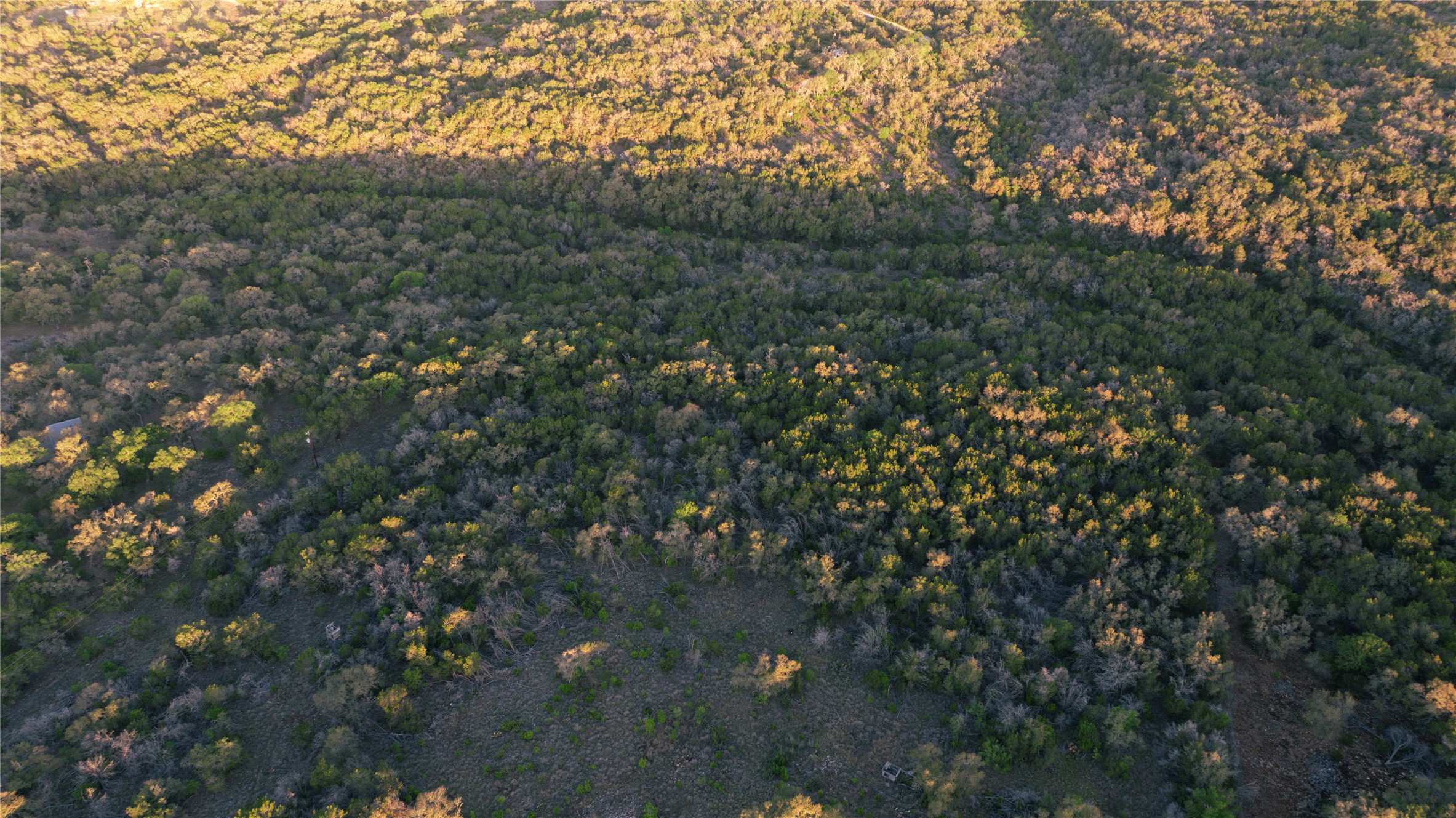 1901 Oak Grove Road San Marcos, TX 78666 - Photo 10 of 16 a view of a forest with a tree